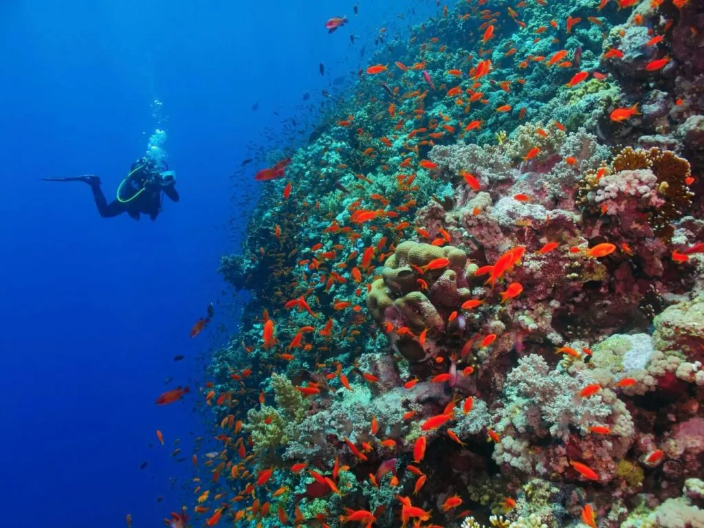 ilat-subaquatico-mar-vermelho-1