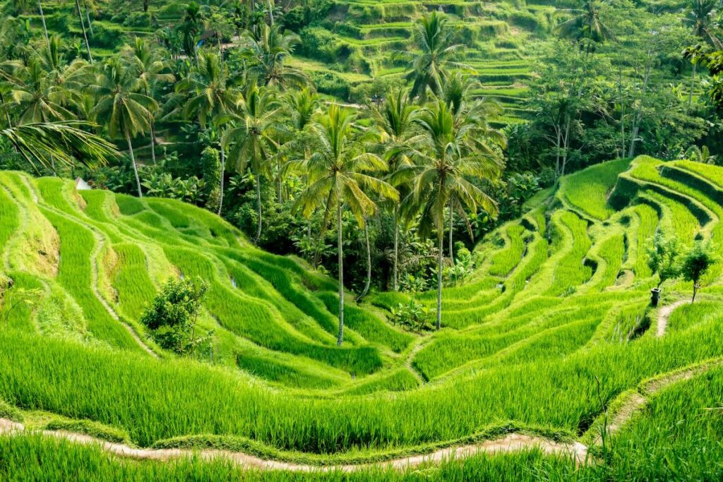 simple-voos-cultura-e-paisagens-da-indonesia