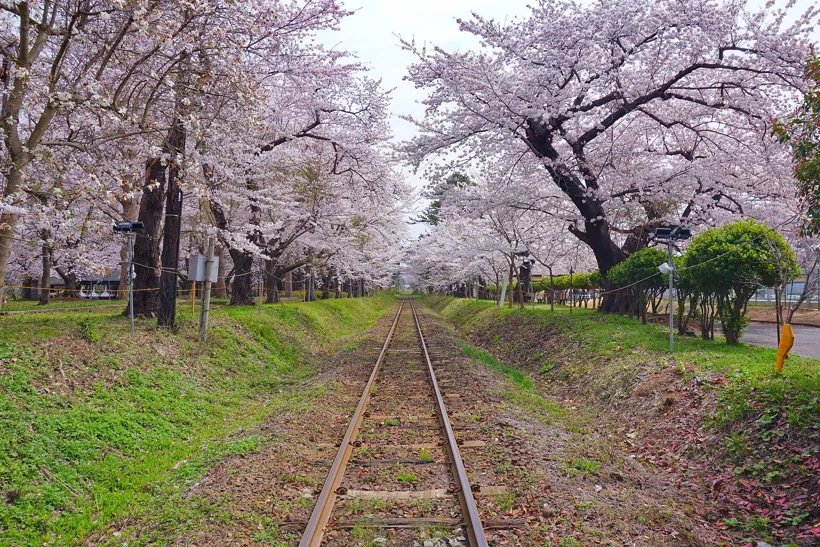 Cerejeiras em flor no Japão
