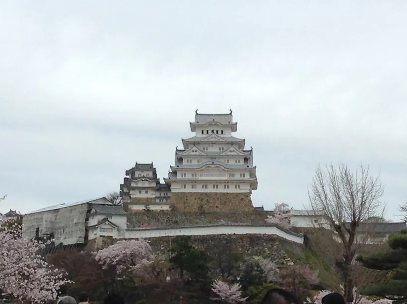 Cerejeiras com castelo japonês ao fundo