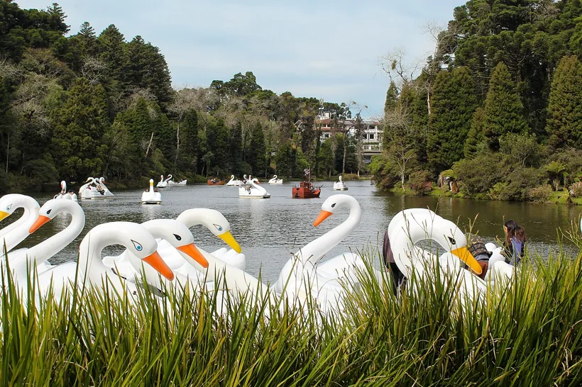 Lago Negro com pedalinhos de cisne