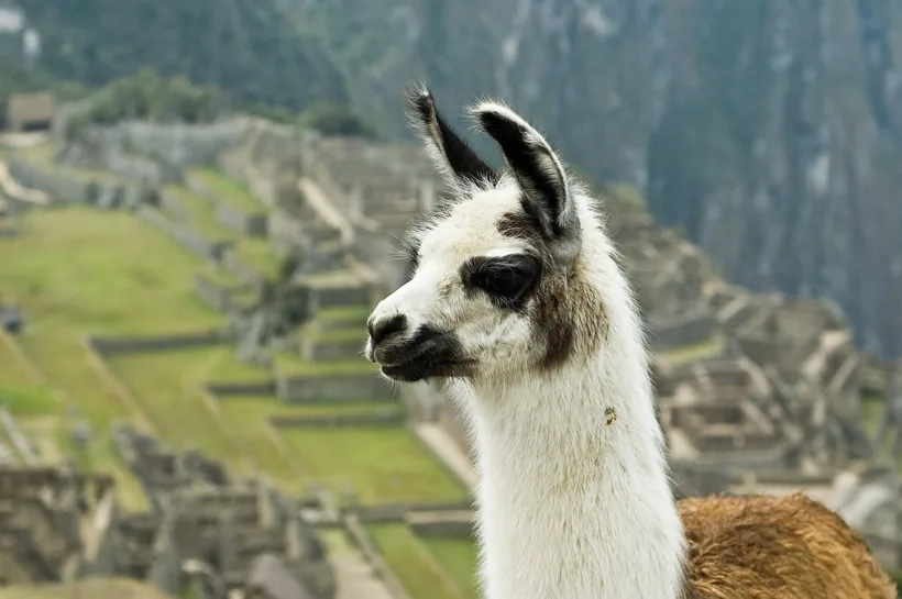 Machu Picchu com lhama